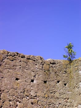 Wallflower 01