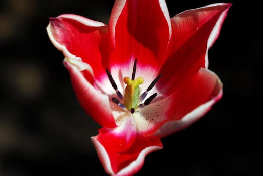 red-white