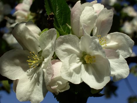 Apple Blossom 1