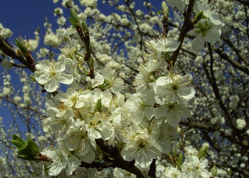 Cherry Blossom 1