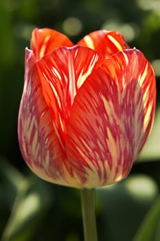 tabby tulip