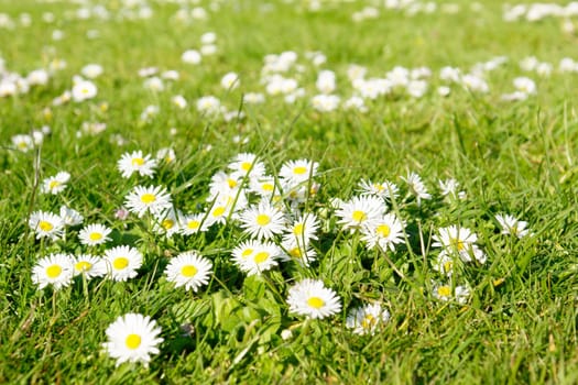 Flowering meadow