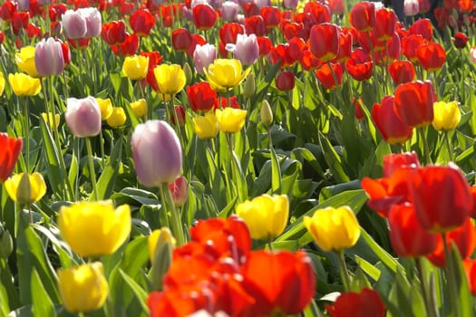 Tulips