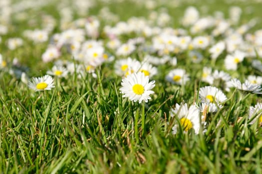 Daisy