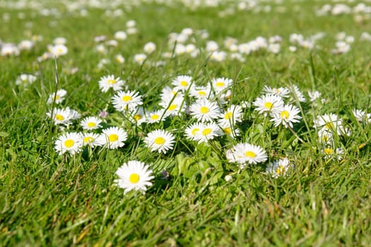 Daisy