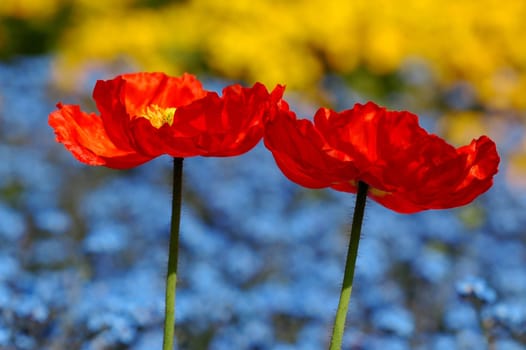 red-yellow-blue 1