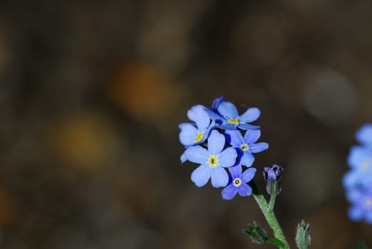 Forget-me-not