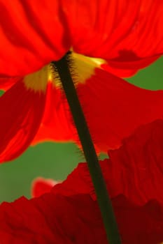 Poppy abstract