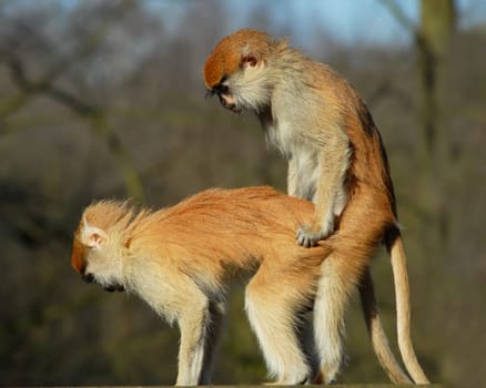 Well,the spring fever is not quite youth-free.........!:-)