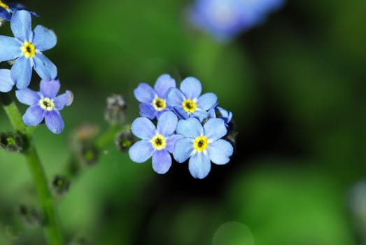 Forget-me-not 2