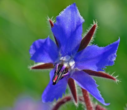 Borage is a plant originally native to the Mediterranean region,where it is mainly found on fallow land. The plant has been cultivated in Central Europe since the late Middle Ages,making it one of the archaeophytes. In the vernacular,the Krau wears