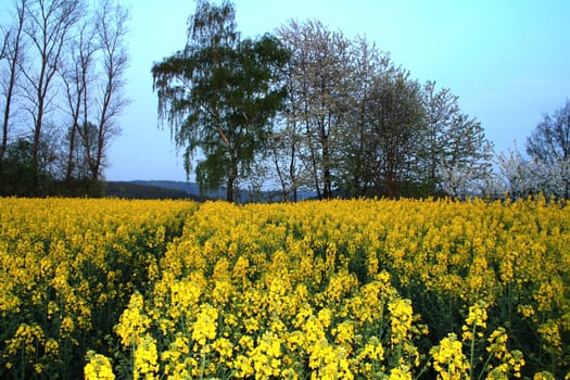 Rapeseed field at dusk