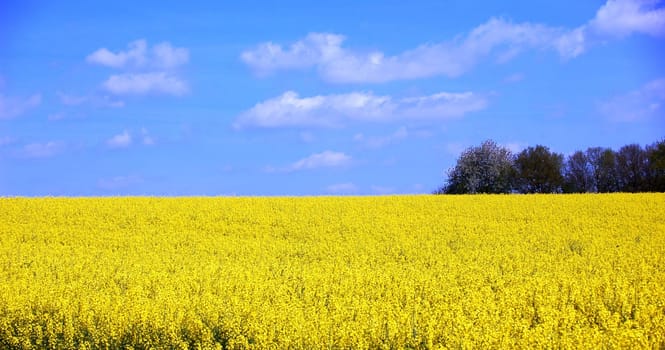 Rapeseed for ..............