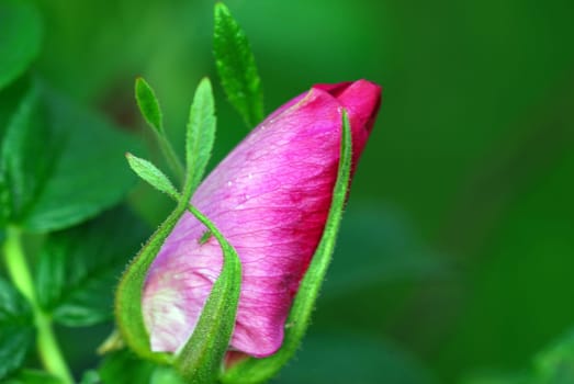 Rosebud