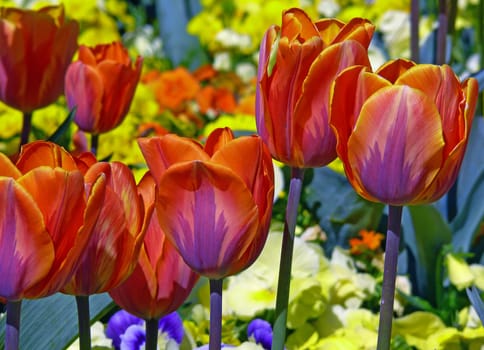 Our garden tulips are descended from the original tulips native to Persia,Afghanistan and Turkestan. Within about 400 years,tens of thousands of cultivars have emerged from these primeval tulips. A true spectacle of color is organized by the garden tulips in every color.