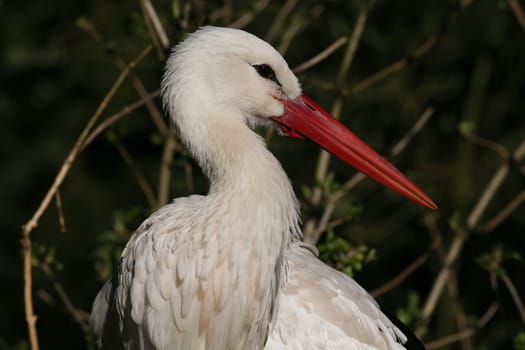 Portrait of a white stork