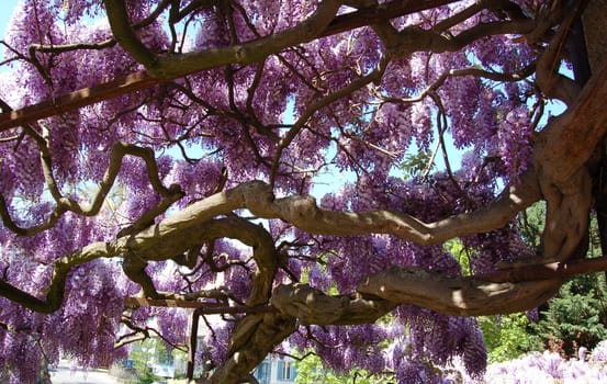 over 60 years old Wisteria