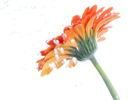 In the rain...