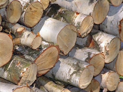 Birch