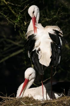 Pair of storks in their nest