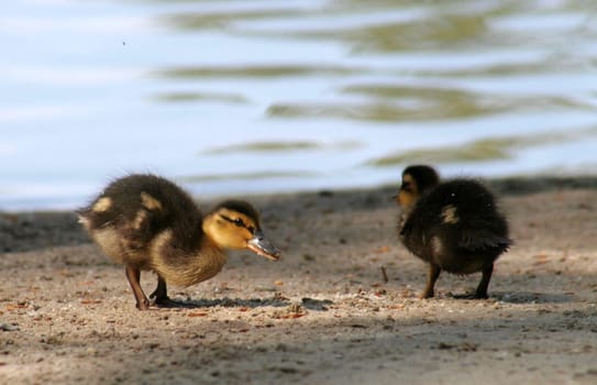 Freshly hatched....