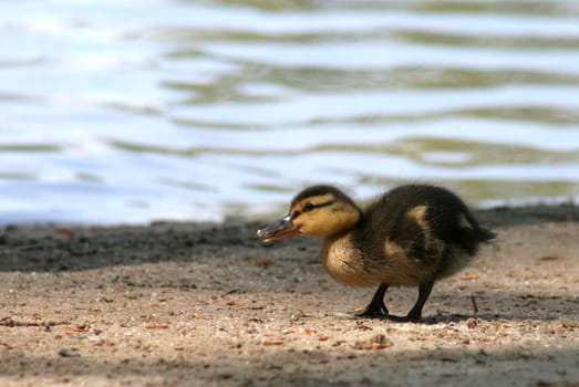 Freshly hatched....