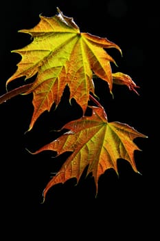 Young maple shoot