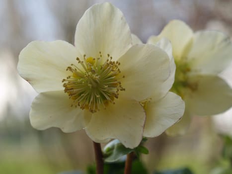 Christmas rose