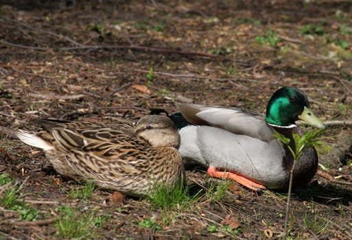 ... on the shore... always with a glance at the photographer... ...... The Mallard (Anas platyrhynchos) is a species of bird in the Anatidae family. It is our most famous wild duck and also the ancestral form of the domestic duck. She is called