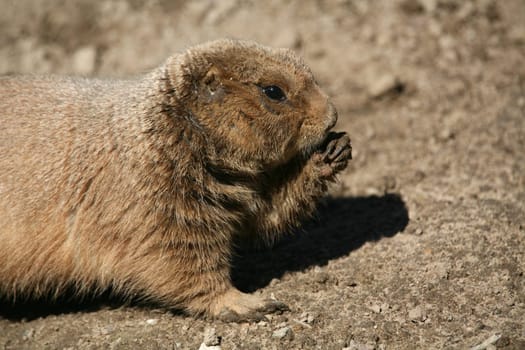 Prairie dog