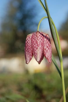 Fritillaria meleagris