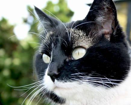 This pretty stinker was abandoned and found almost starved in an allotment garden - there it was then lovingly cared for and nursed up by some allotment gardeners and now thanks it with regular visits and cuddles :