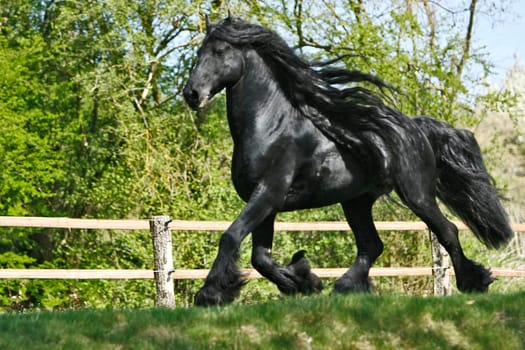 12-year-old Friesian stallion at today's shooting