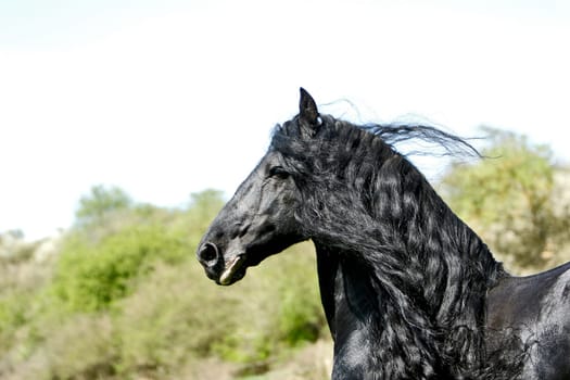12 year old Friesian stallion