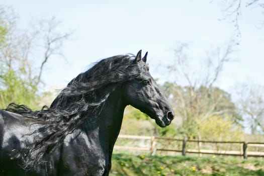 12 year old Friesian stallion
