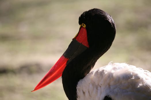 Ephippiorhynchus senegalensis
