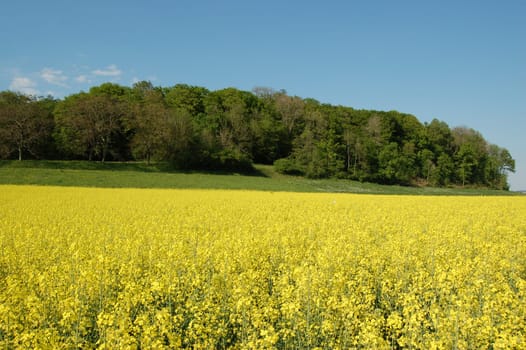 small forest in spring 2