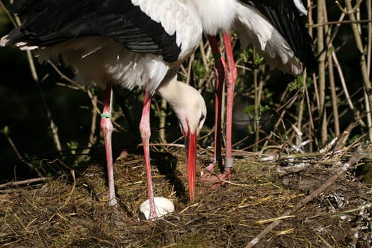 Eggs of white storks in the nest