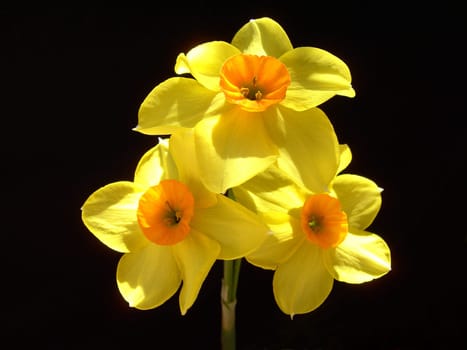 Narcissus 4