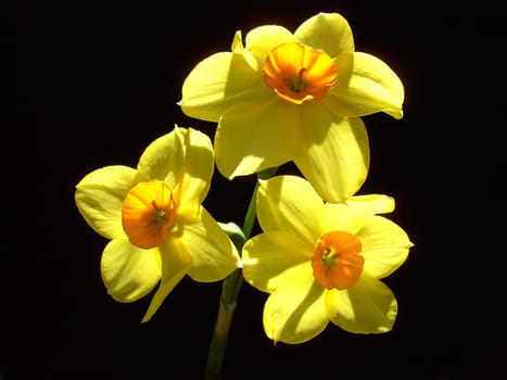 Narcissus 03