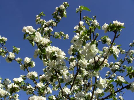 Apple Blossom 02