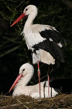Pair of storks in their nest
