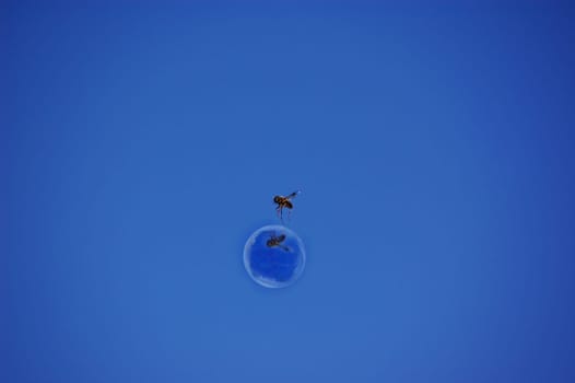 Please see the bee in XXL :-)