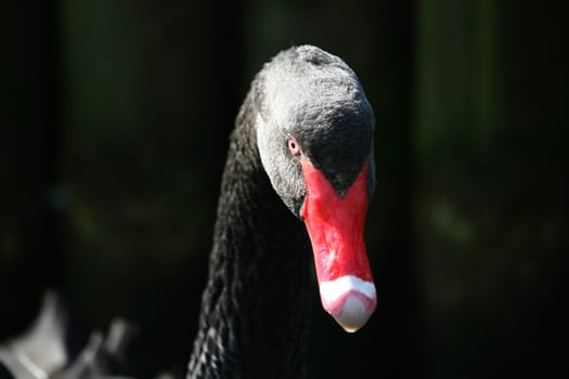 The black swan is the only almost completely black swan and also has the longest neck of all swans.
