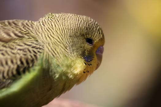Melopsittacus undulatus