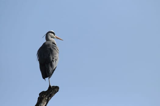 Gray heron on a branch