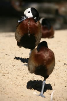Dendrocygna viduata