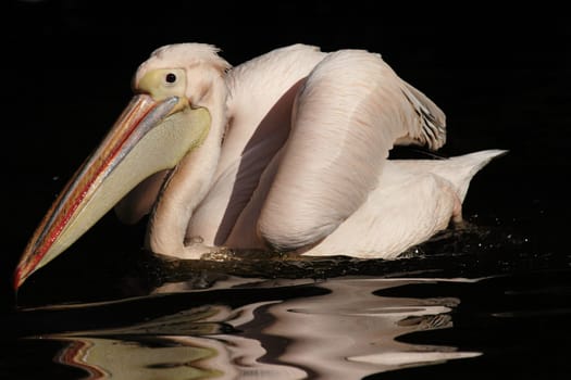 Floating pink pelican