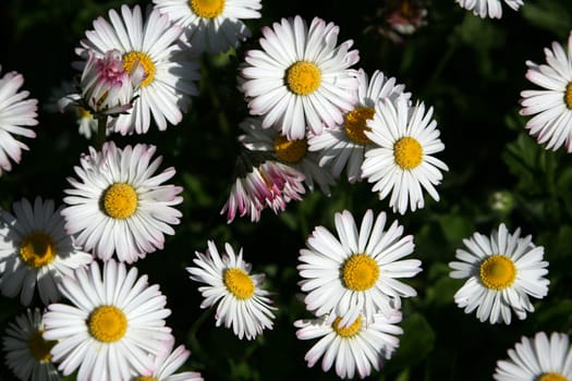 Daisy