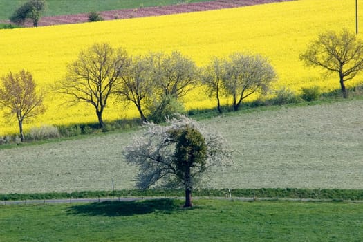 Rapeseed blossom in the Eifel